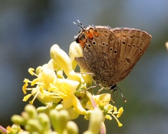 Satyrium californica
