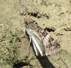Chiomara asychis