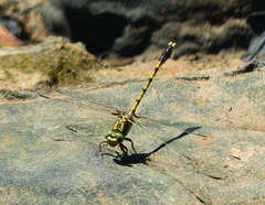 Progomphus obscurus