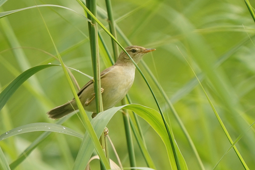 Carricero políglota (Acrocephalus palustris)