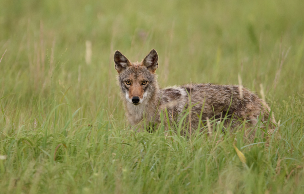 Plains Coyote (Canis latrans latrans) - Know Your Mammals