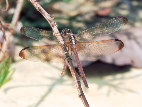 Black-winged Dragonlet
