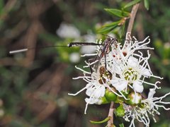 Gasteruption longicolle