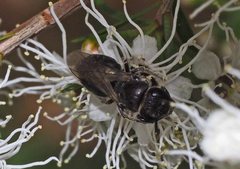 Euryglossa ephippiata