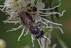 Euryglossa ephippiata