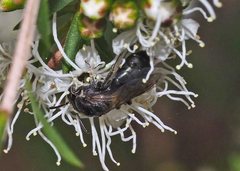 Euryglossa ephippiata