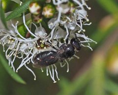 Euryglossa ephippiata