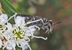 Euryglossa ephippiata