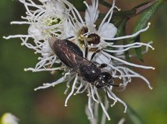Euryglossa ephippiata
