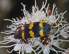 Castiarina rectifasciata