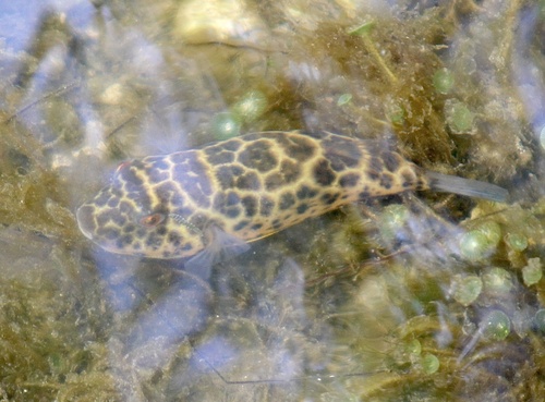 Checkered puffer (Sphoeroides testudineus) — Tetraodontidae — 4