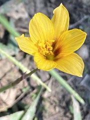 Zephyranthes tubispatha, photograph Michelle Lopez, CC0, iNaturalist via GBIF