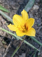 Zephyranthes tubispatha, photograph Michelle Lopez, CC0, iNaturalist via GBIF