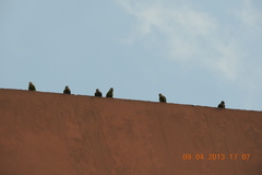 Brotogeris pyrrhoptera