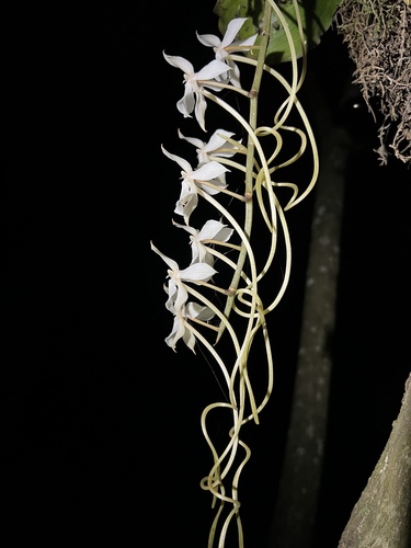 Aerangis kotschyana (Rchb.f.) Schltr. 4