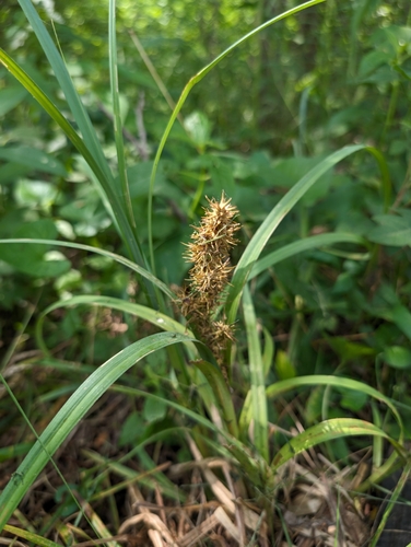 Image of Carex crus by (c) Conway Hawn, some rights reserved (CC BY)