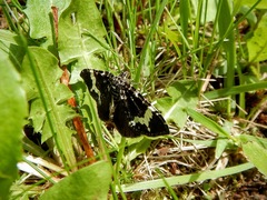 Rheumaptera hastata