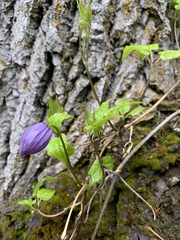 Clematis occidentalis grosseserrata