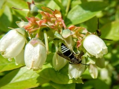 Euodynerus leucomelas