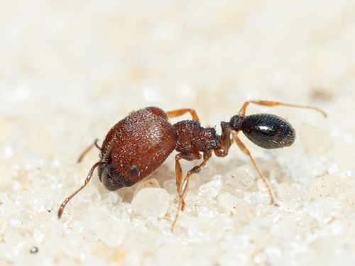 Pheidole littoralisPheidole littoralis