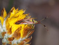 Pseudopantilius australis