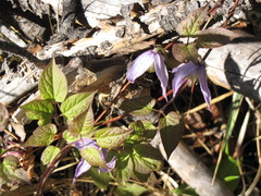 Clematis occidentalis grosseserrata