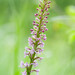 Fragrant Orchid - Photo (c) Aurelie Laurent, some rights reserved (CC BY-NC-SA), uploaded by Aurelie Laurent
