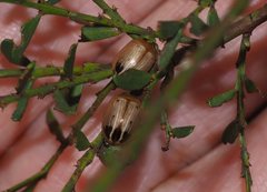 Peltoschema perplexum