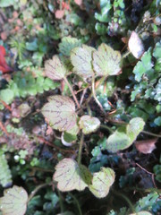 Ranunculus membranifolius