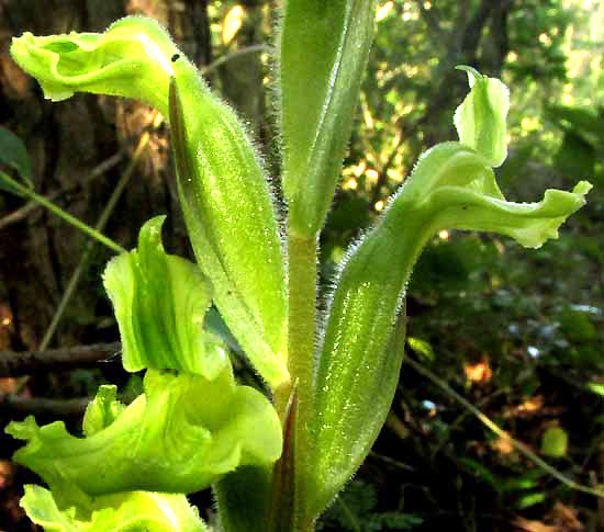 Sarcoglottis sceptrodes