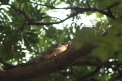 Turdus grayi