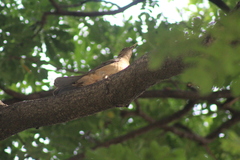 Turdus grayi