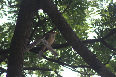 Turdus grayi