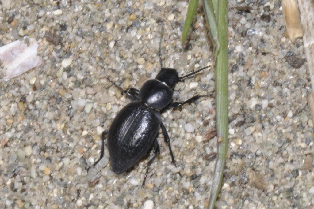 Tentyria ramburi