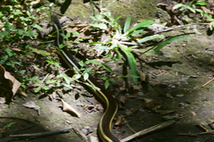 Thamnosophis lateralis