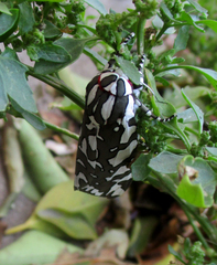 Arachnis dilecta