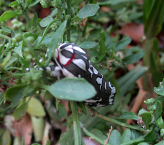 Arachnis dilecta