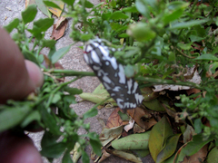 Arachnis dilecta