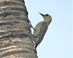 Melanerpes rubricapillus