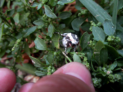 Arachnis dilecta