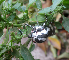 Arachnis dilecta