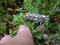 Arachnis dilecta