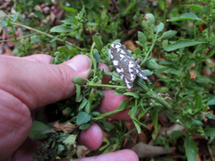 Arachnis dilecta