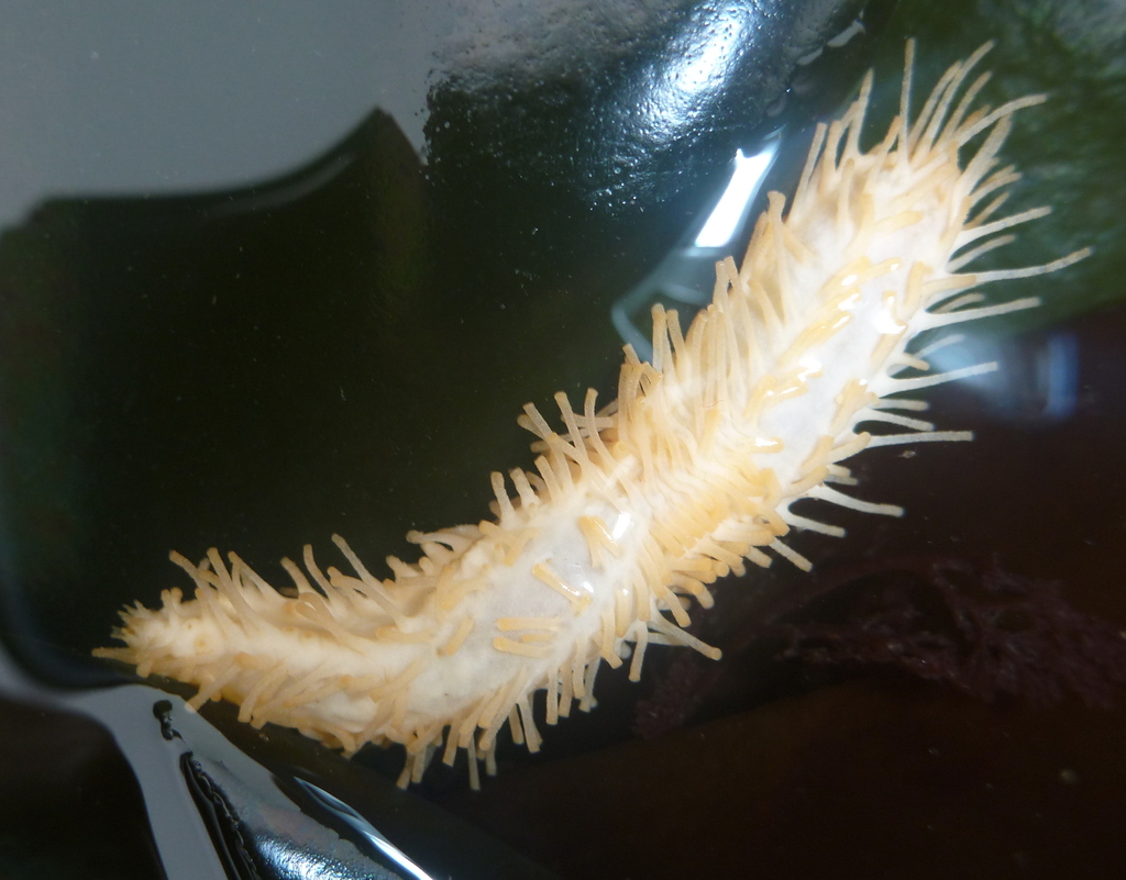 Eupentacta
