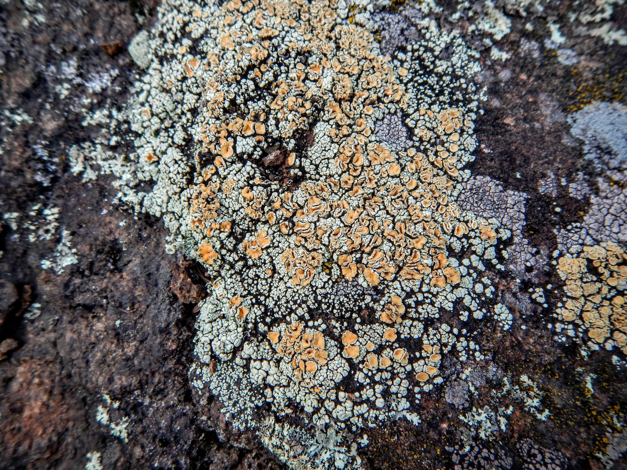 Rhizoplaca chrysoleuca image