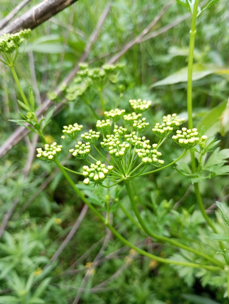 Petroselinum crispum