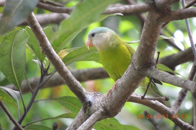 Gray-cheeked Parakeet photo