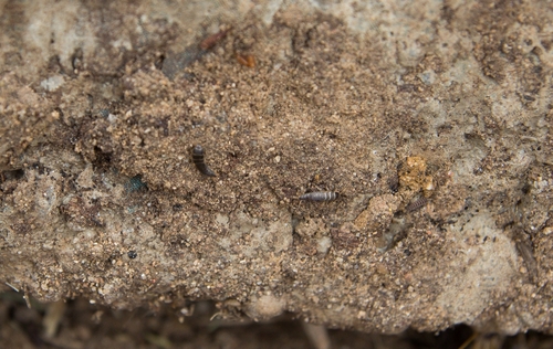 Lepisma chlorosoma photo 3