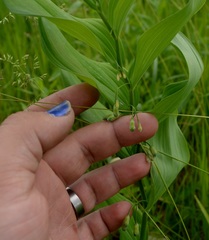 Polygonatum biflorum commutatum