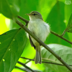 Philippine Leaf Warbler photo 3